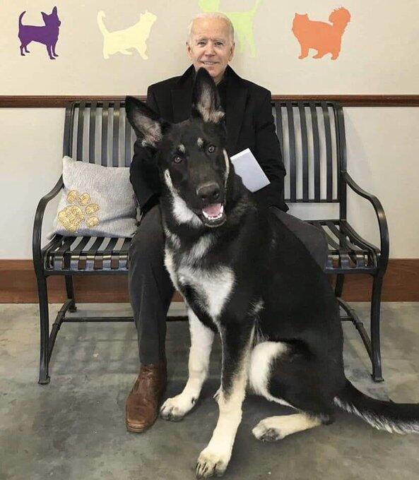 'The Dogs Return to The White House'! What Did The Two Saudi Media