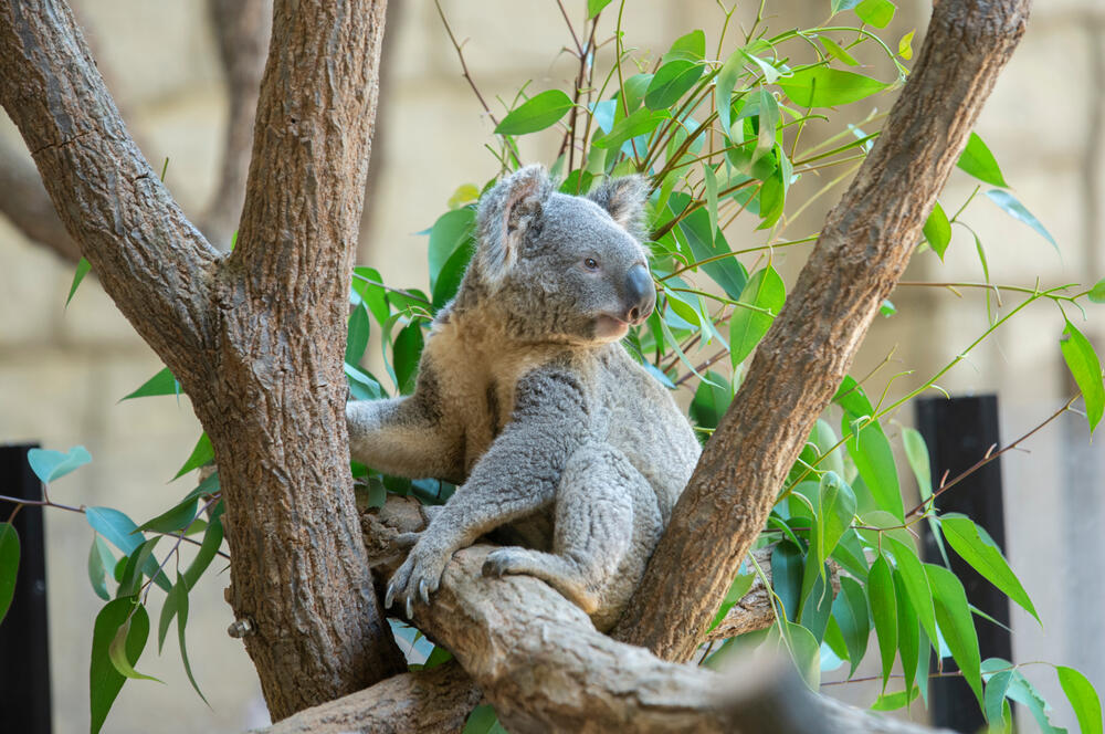Australia Approves 18 Million For Koala Protection Al Bawaba
