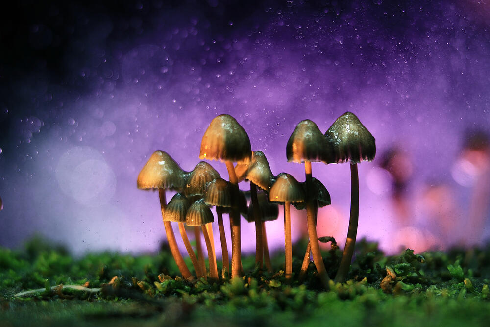 Will Psychedelic Mushrooms be Legalized in Therapy Settings? Al Bawaba