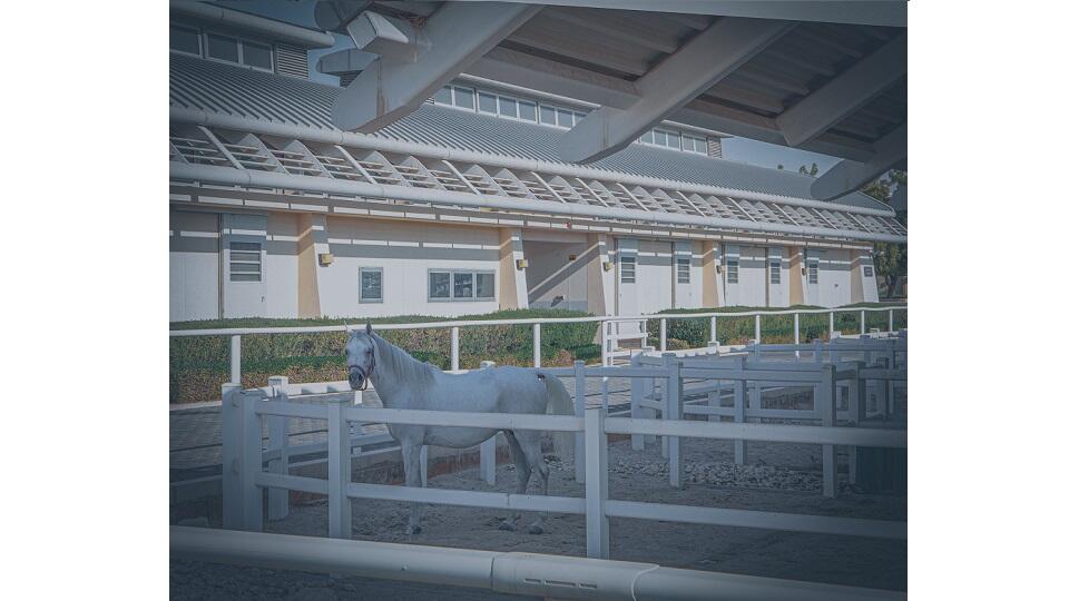 QF’s Equine Veterinary Medical Center To Oversee Local Animal Research