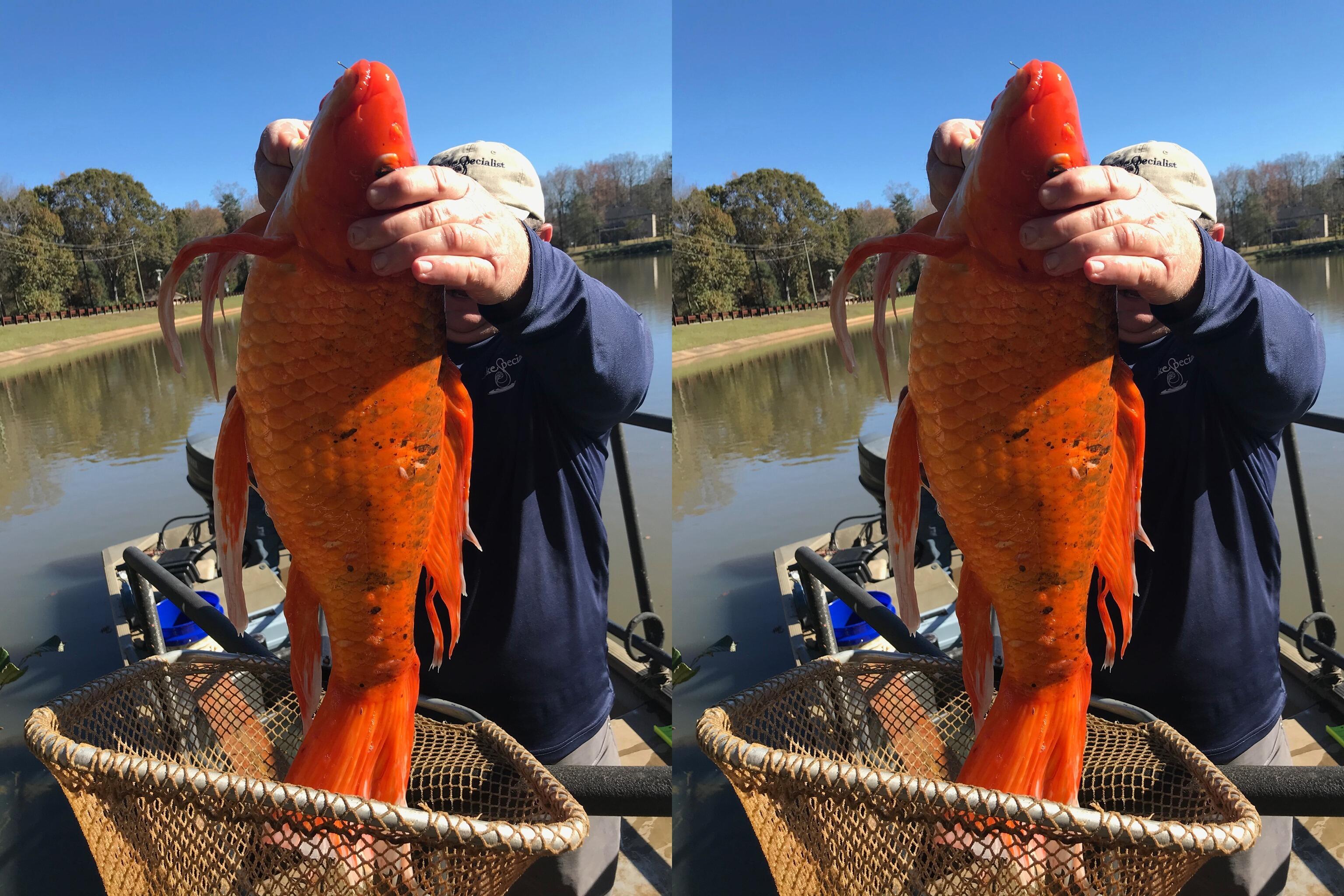 Incredulous 9Pound Goldfish Found in South Carolina Lake Al Bawaba