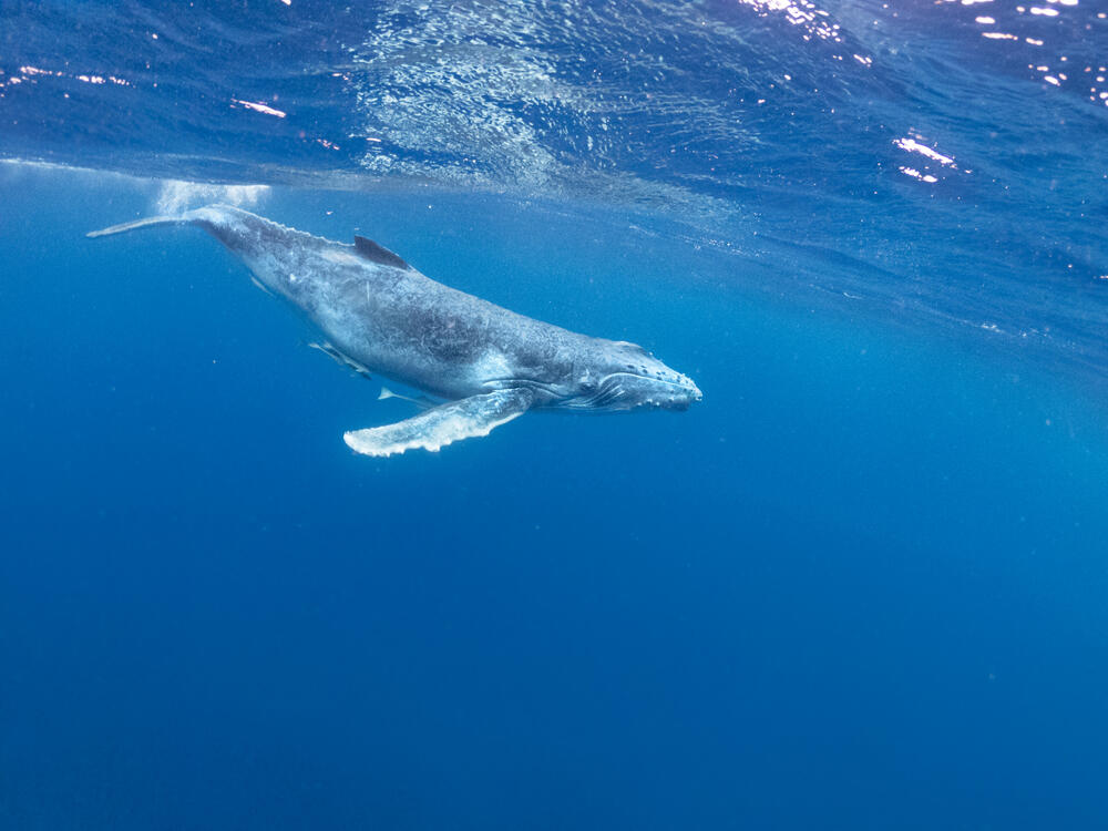 Gulf of Mexico: Whales Make The Sea Blue. Protect The Rice Mammal | Al