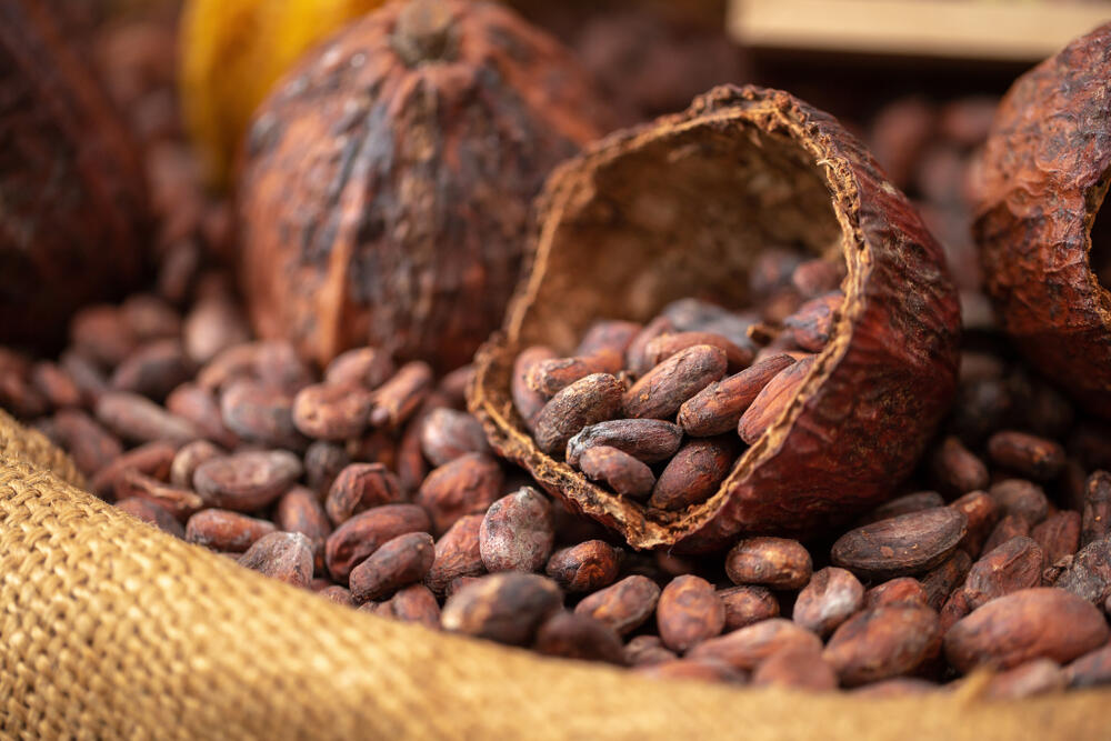 For The Aged Cocoa Beans Sharpens Your Memory! Al Bawaba