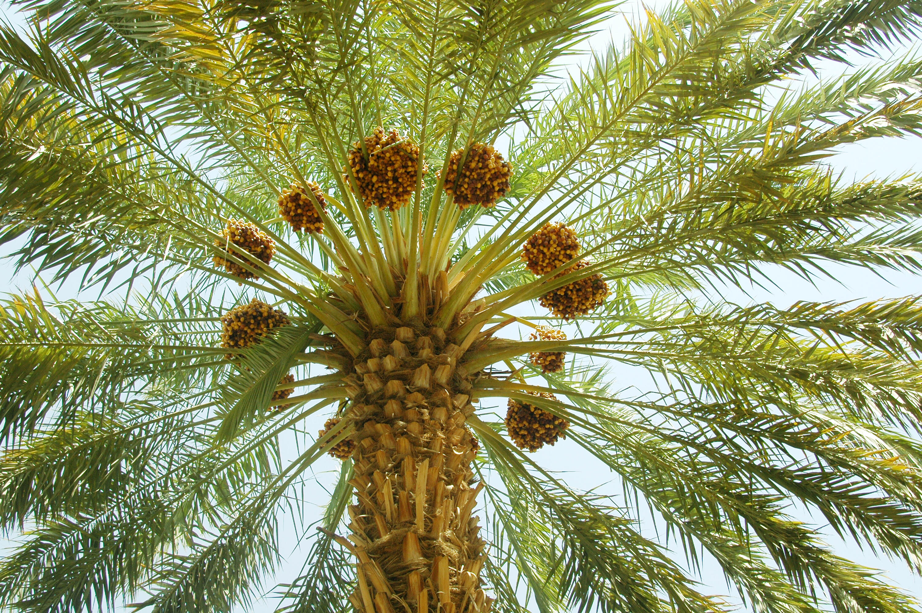 Can You Watch A Palm Tree Grow Al Bawaba Can You Watch A Palm Tree Grow Al Bawaba