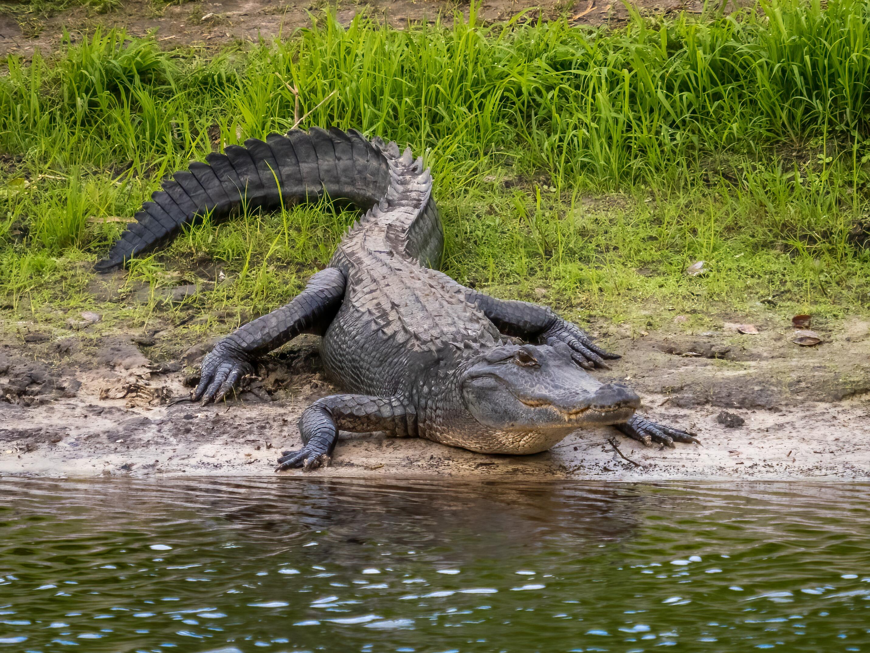 Alligator Kills an 88YearOld Lady in South Carolina Viral Al Bawaba