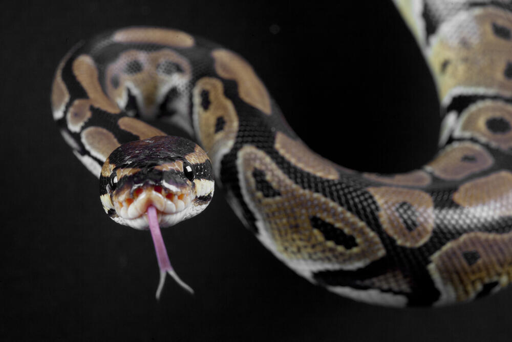 Video: pythons found mating behind woman's microwave | Al Bawaba