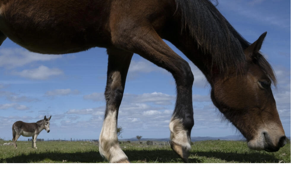 Saving horses from slaughter Al Bawaba