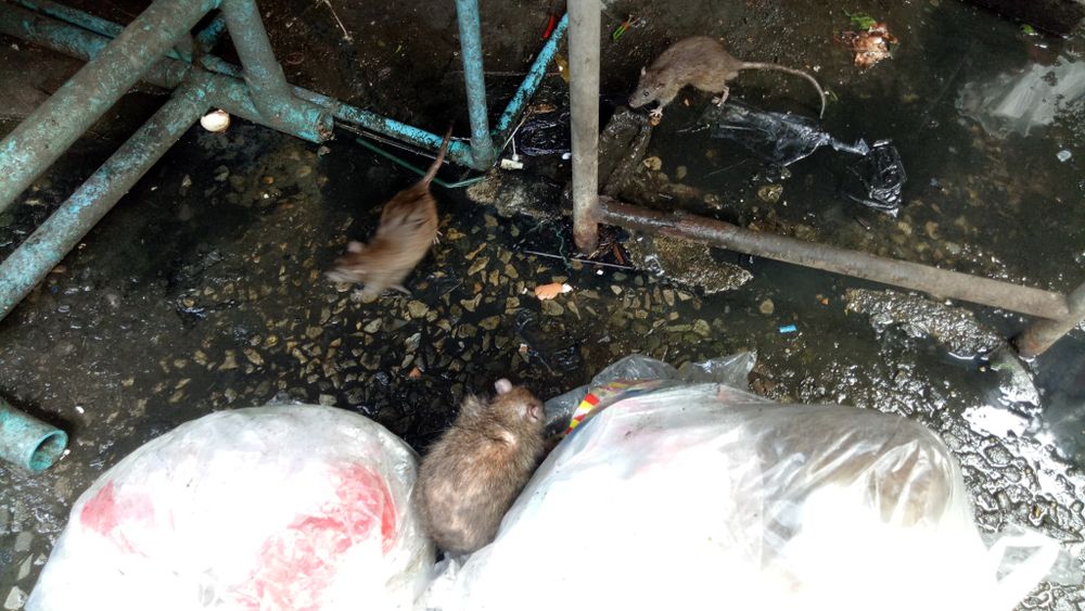 Can humans and rats live together in Paris? Al Bawaba