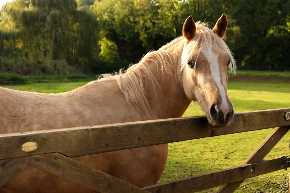 South Carolina horse breaks world record for longest tail Al Bawaba