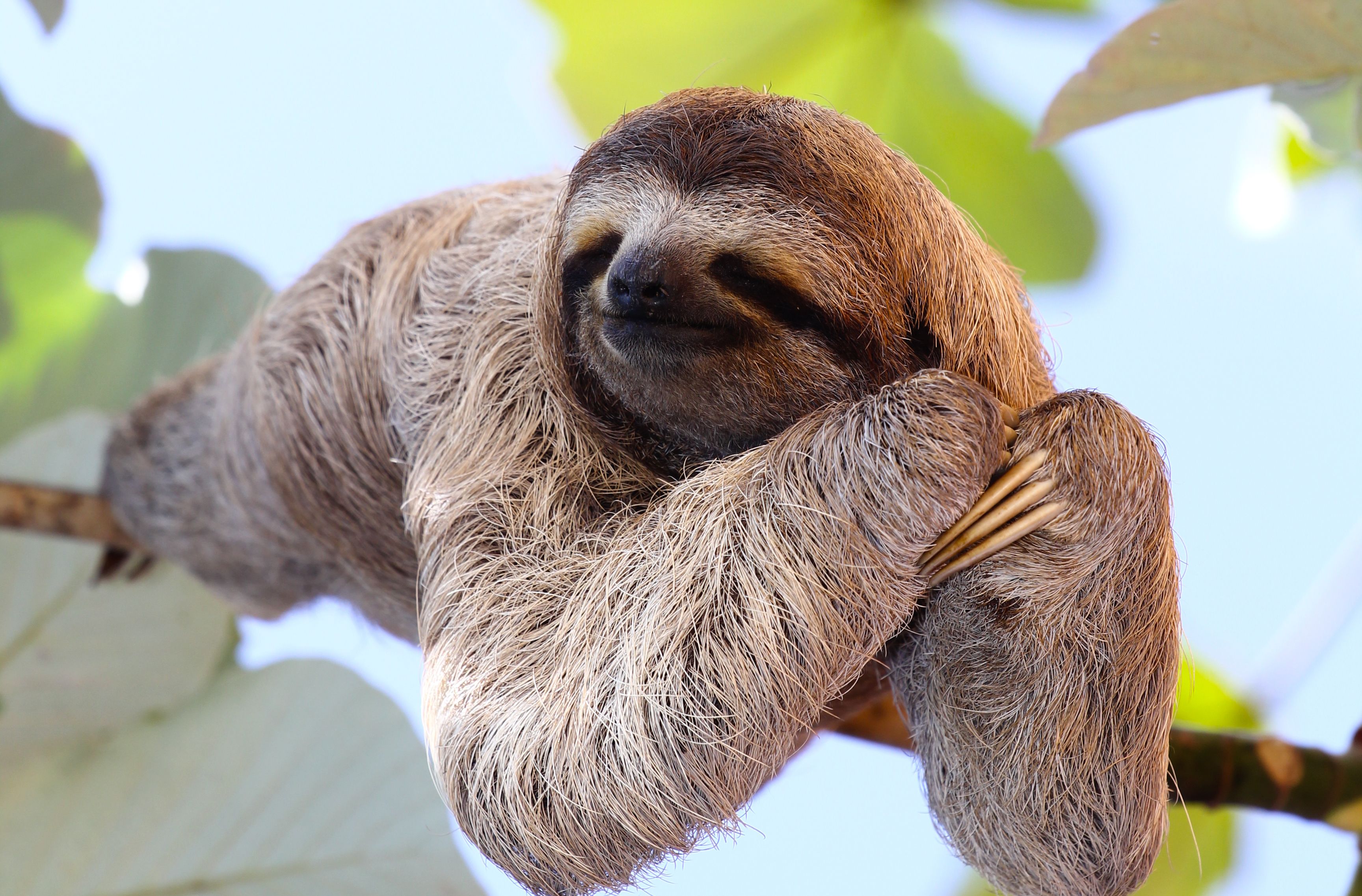 World's very oldest sloth turned 54 at German zoo | Al Bawaba