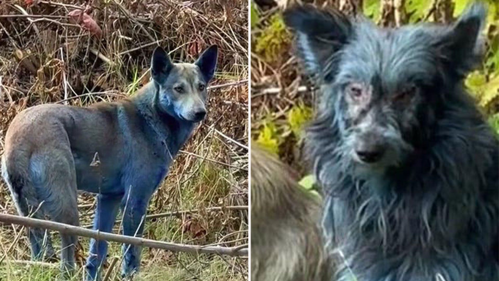 Blue dogs in Chernobyl spark fears of possible nuclear radiation leaks