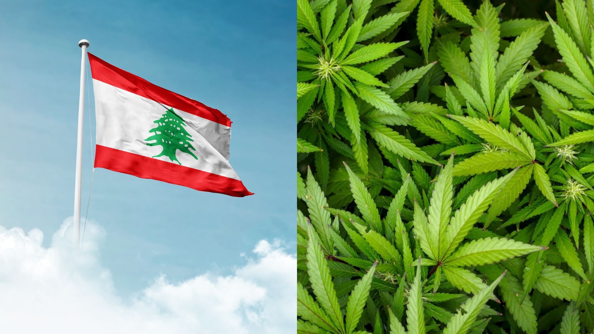 Lebanon legalizes cannabis to boost economy