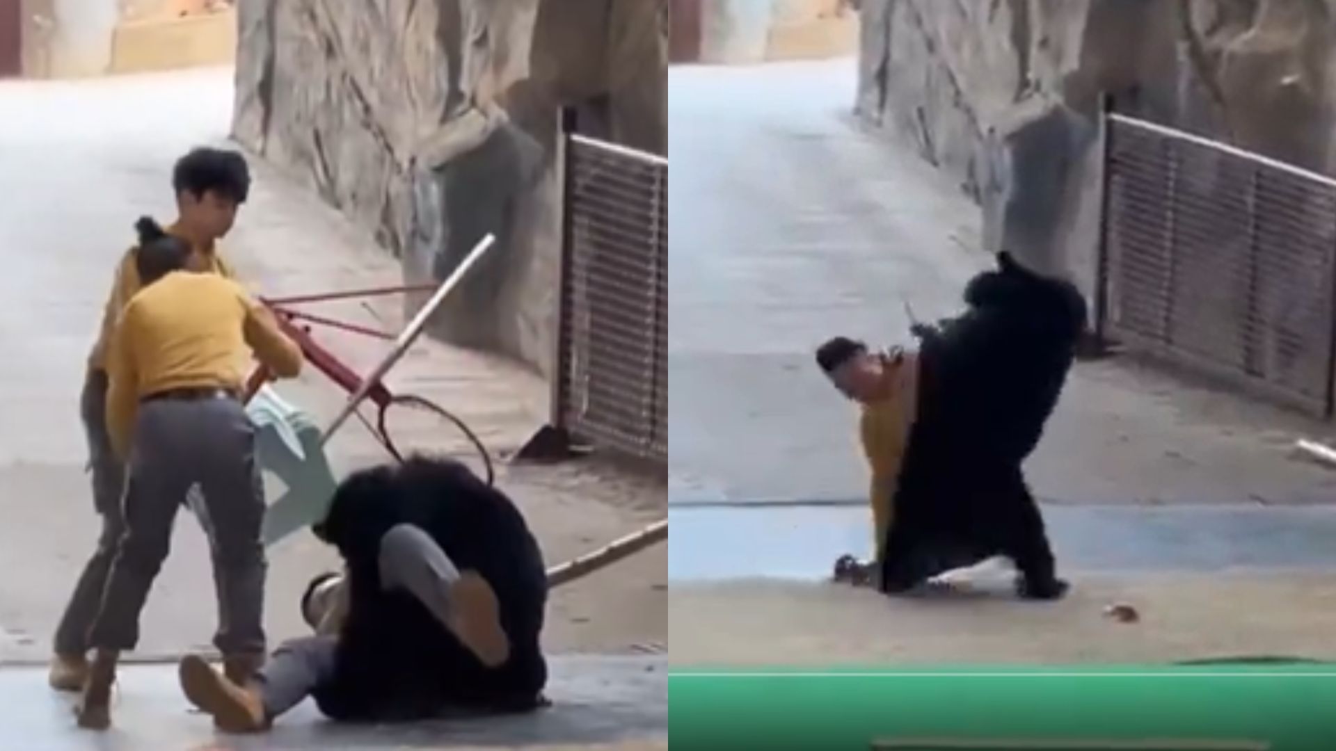 Terrifying video: Bear attacks its keeper at a safari park in China