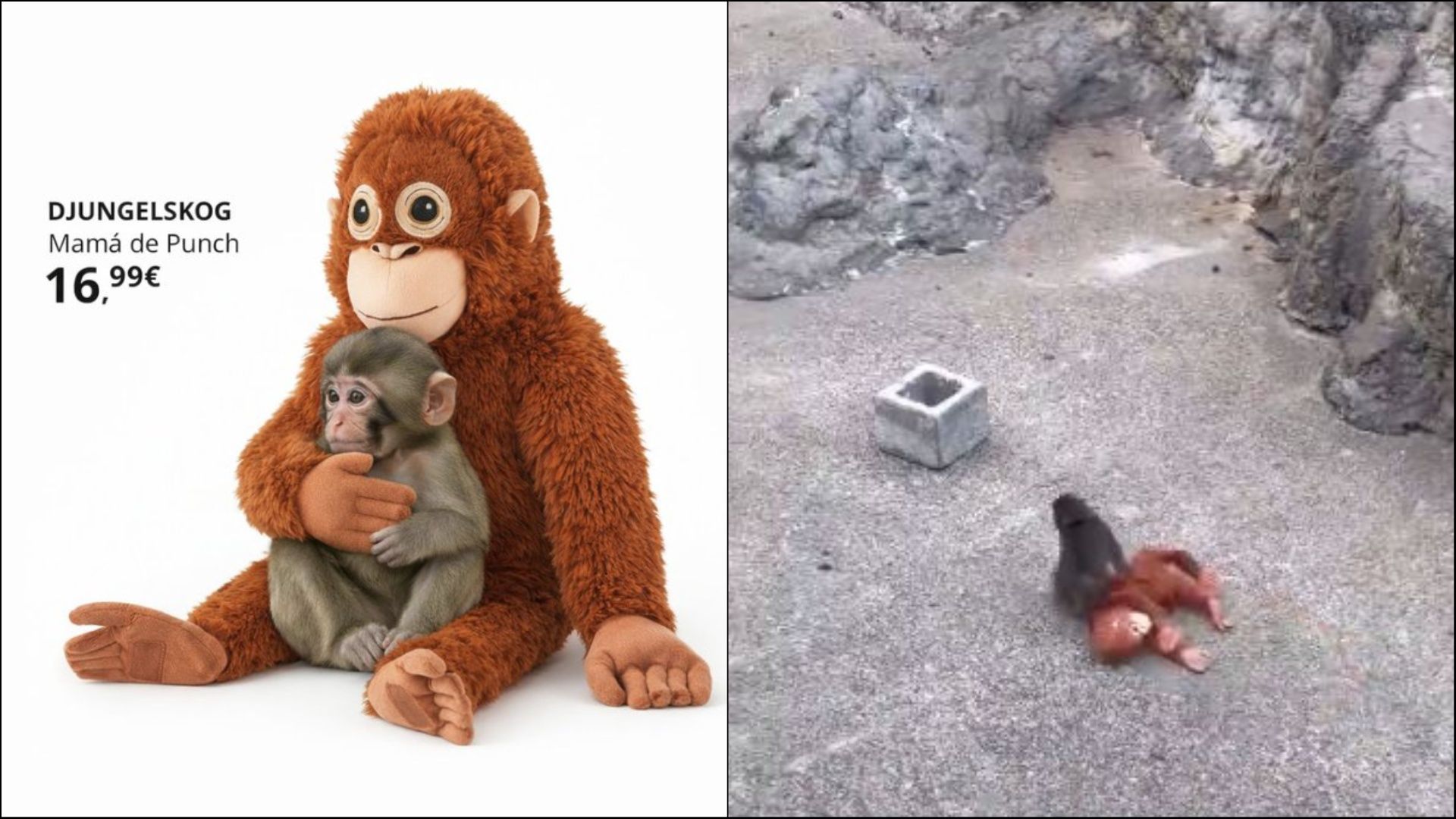 IKEA sets Baby Punch's toy for sale, after he made friends