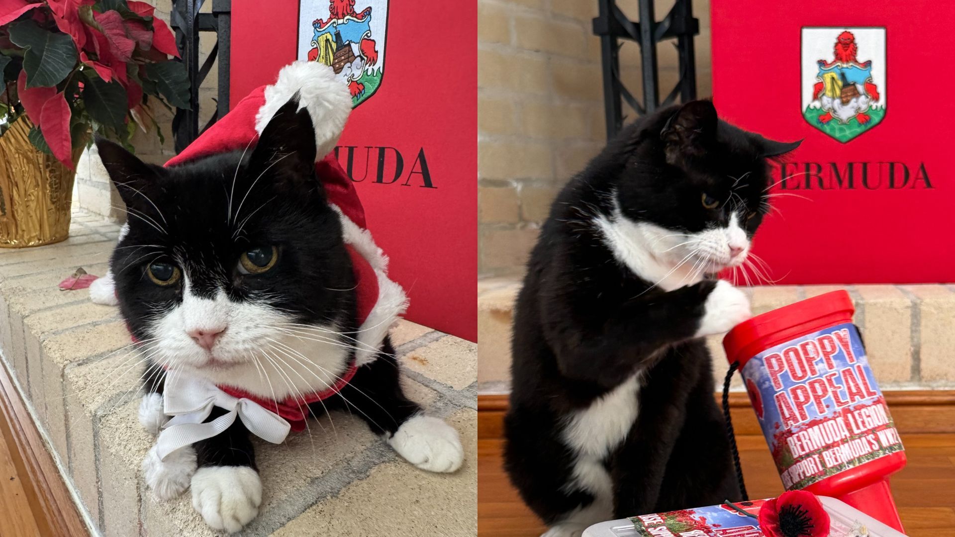 UK Foreign 'chief mouser' and 'diplocat' Palmerston dies