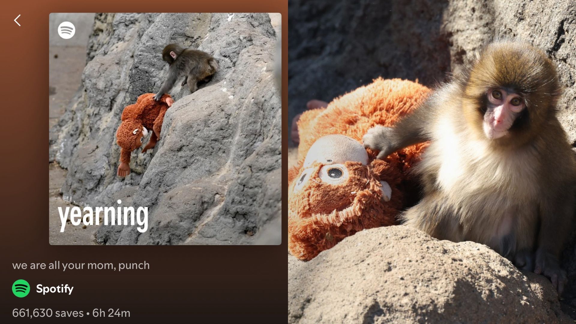 Baby monkey 'Punch' gets his own Spotify playlist