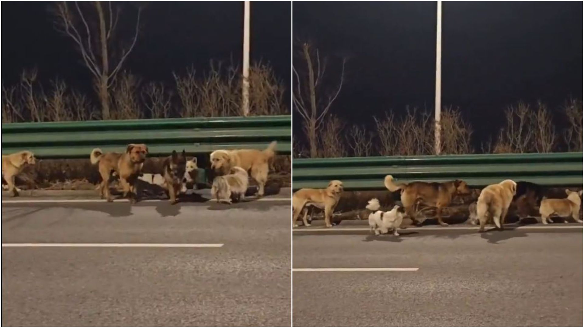 Video: Stolen dogs escape meat truck in China, return home safe