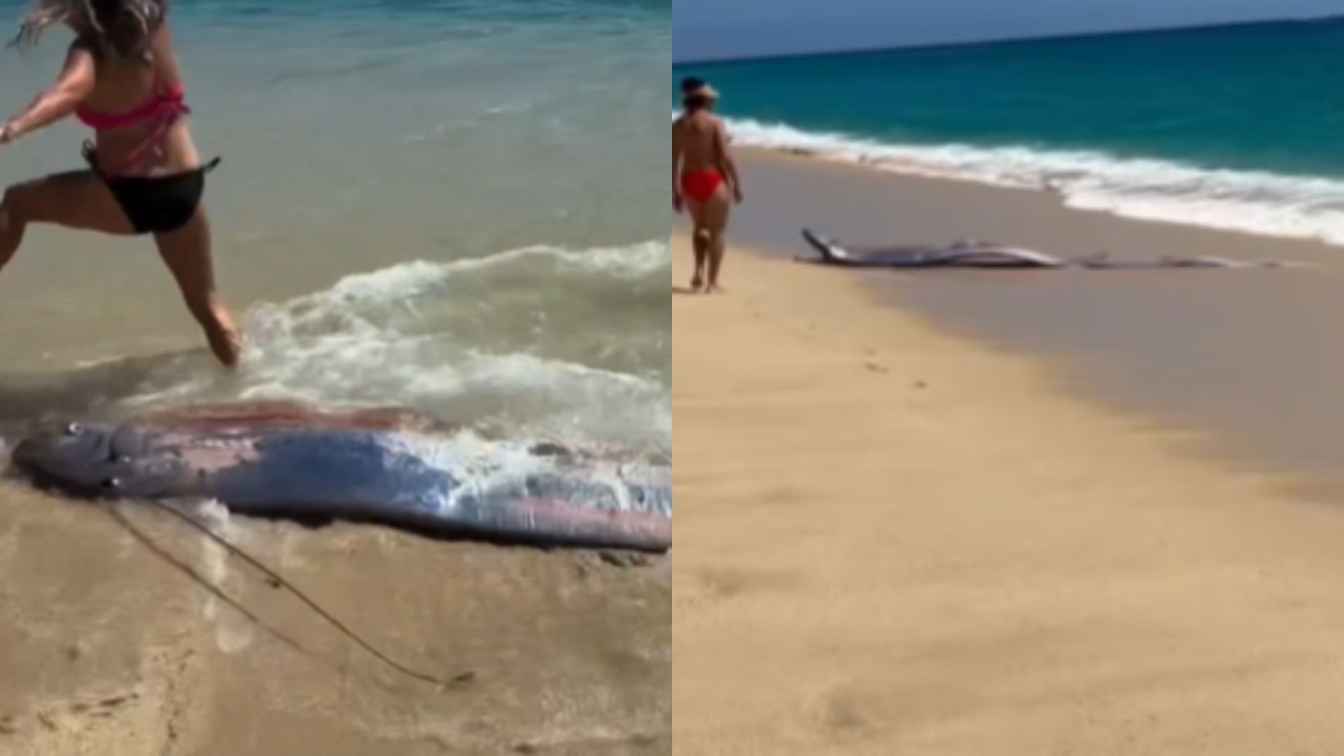 Doomsday fish is back? 2 deep-sea Oarfish spotted at Mexico beach