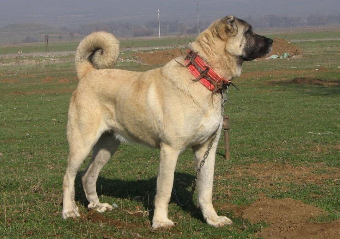 sheep dog wolf collar