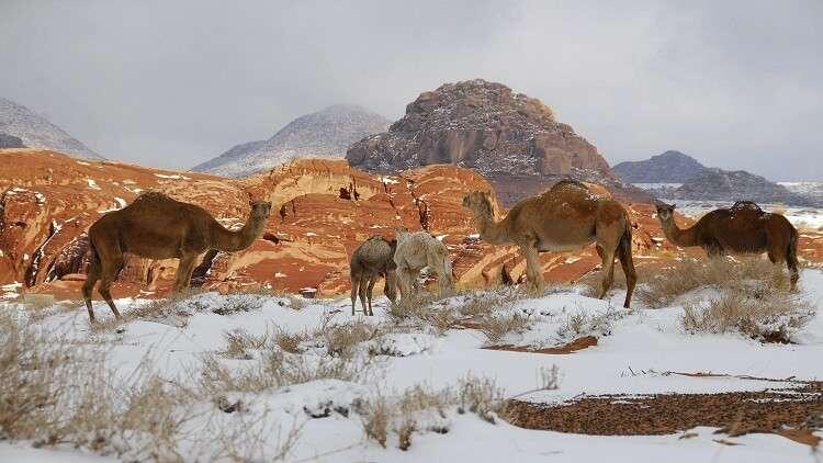 بأمر ملكي إنشاء 6 محميات طبيعية في السعودية البوابة