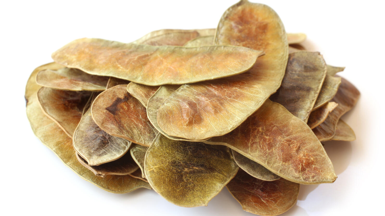 عشبة الس نا الفوائد والأعراض