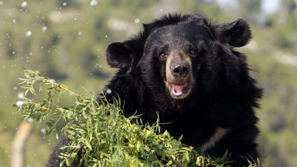 Bear Climbs Ladder to Rescue Cub in Wisconsin Al Bawaba