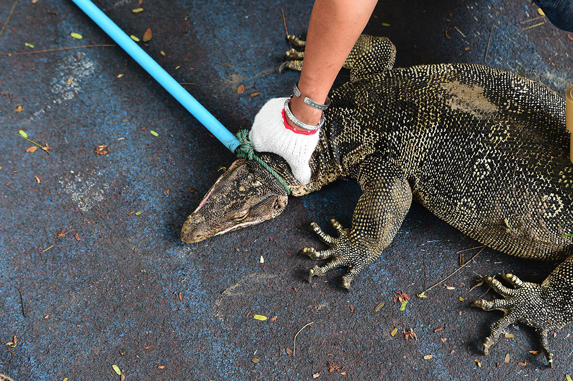 Pet Shop in California Loses 5Foot Monitor Lizard Al Bawaba