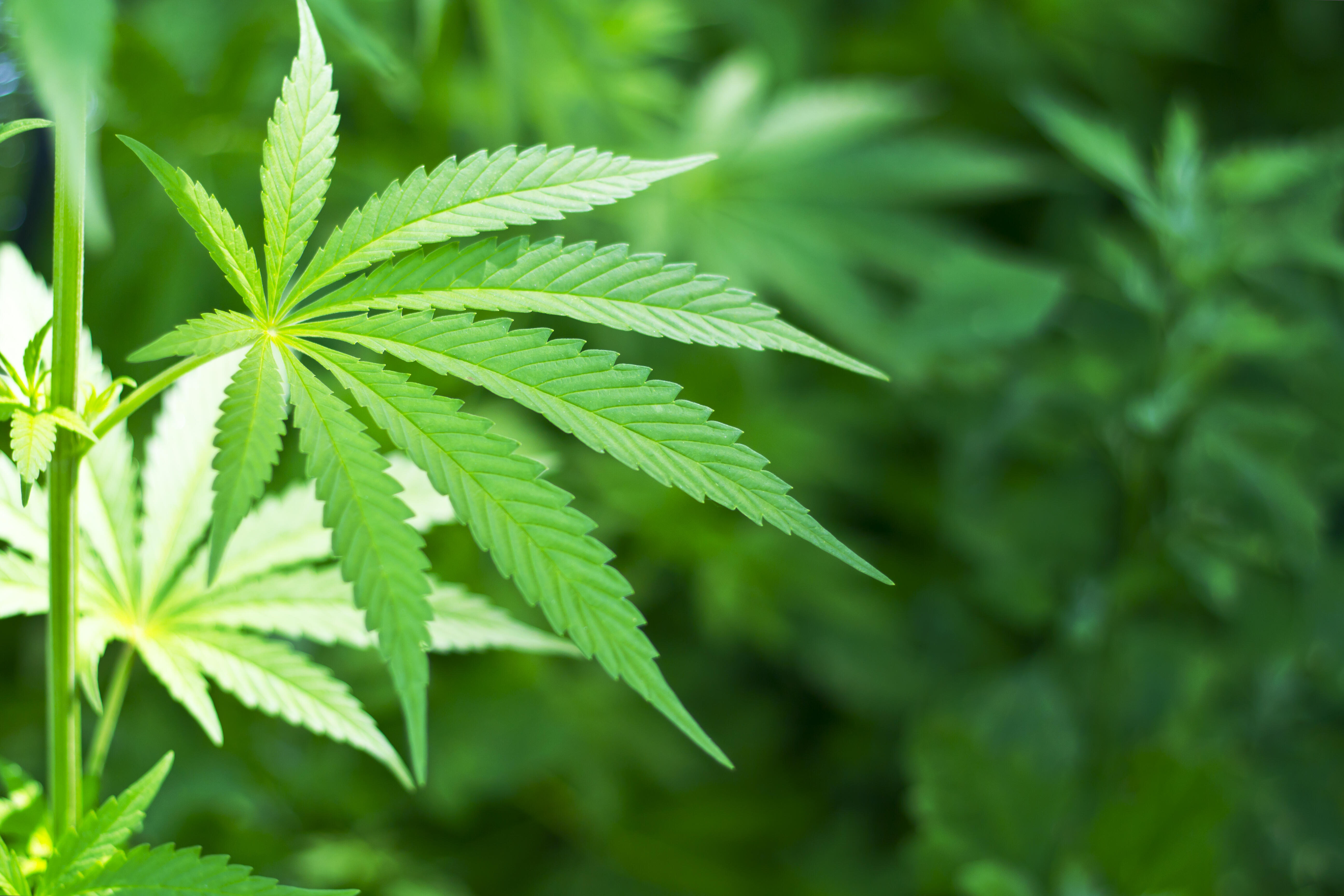 Morocoo Is Going To Pot Rabat Eyes Giving Hashish Legalization Law The 