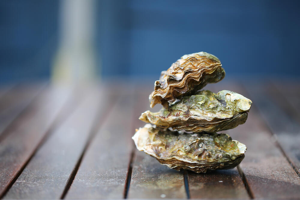 Florida man Dies after Eating Raw Oysters Al Bawaba
