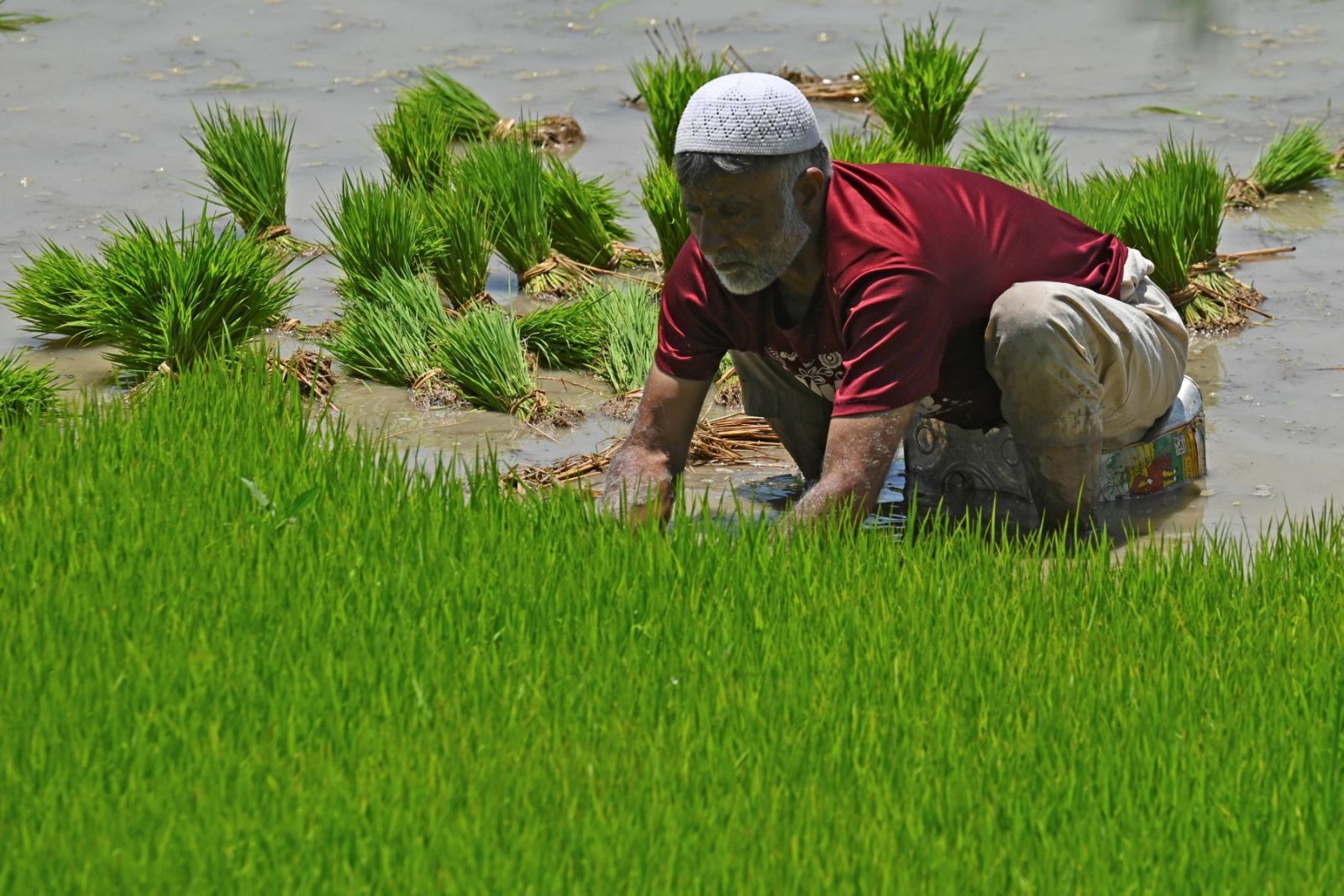 Cereal shortage in India threatens higher inflation Al Bawaba