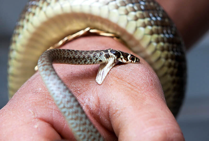 ماذا يعني حلم الثعبان الذي يلدغني؟ - العوامل المؤثرة في تفسير حلم الثعبان