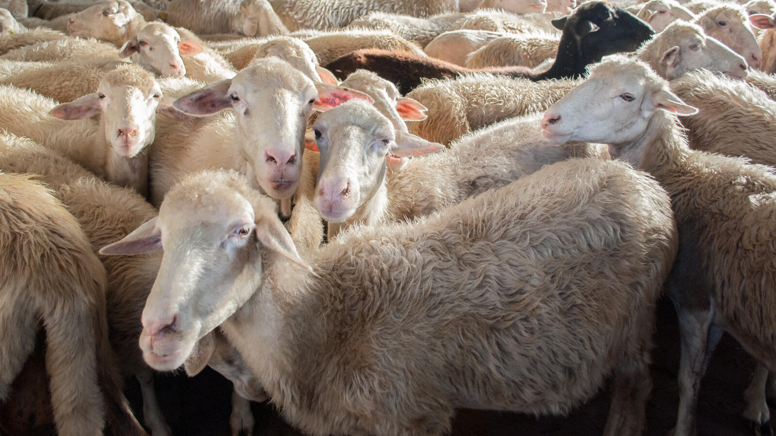 تفسير حلم ذبح الخروف البوابة