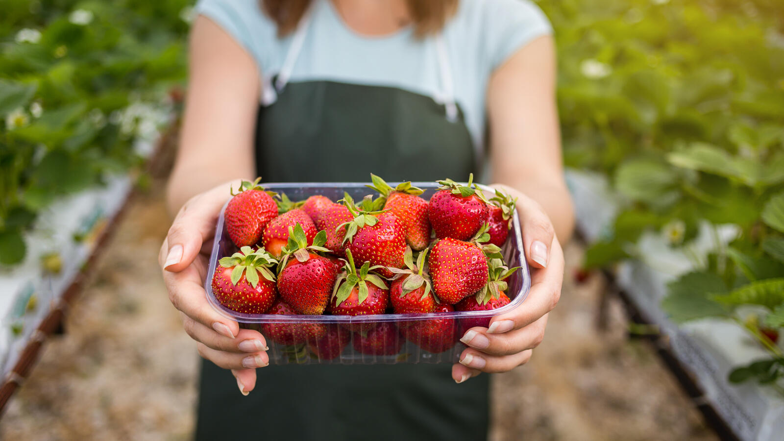تعرف على أهم فوائد الفراولة للدم والجنس | البوابة