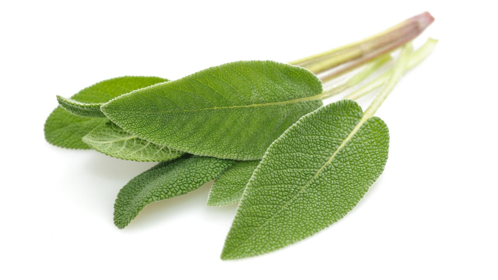 فوائد ثمينة للميرمية عليك معرفتها جيدا