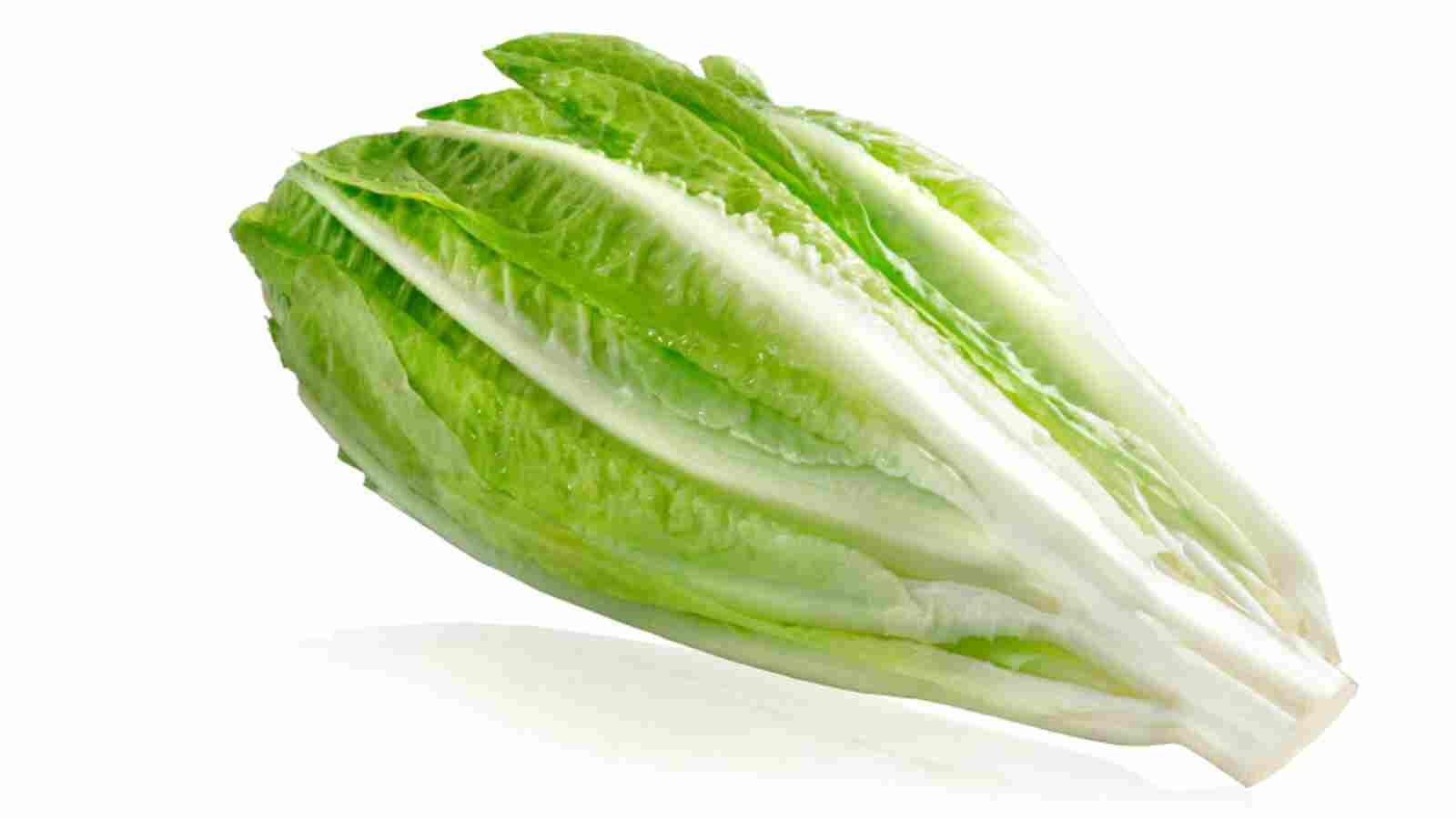 الخس مفيد لمرضى السكري وللبشرة أيضا