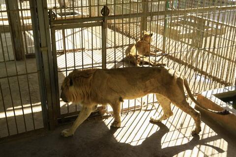 Can Sudan Save its Starved Lions?