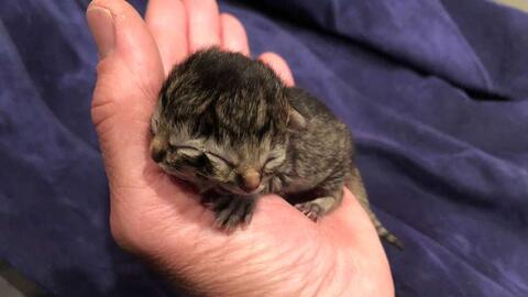 She is a Stunner: Orphaned Kitten With a Two-toned Face!