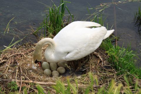 Swan Mother Dies of 'Broken Heart' After Vandals Smash Her Unhatched Eggs