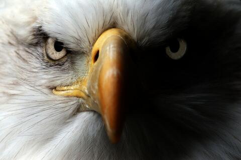 Why Don't You Invite an Eagle to Your Next Virtual Zoom Meeting?