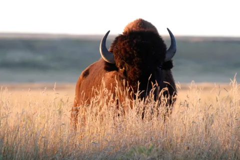 Old Military Base to Host Wild Horses, Bison For Biodiversity in Czechia