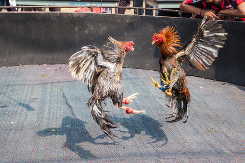  India: A Rooster Kills a Man With a Knife. But How?