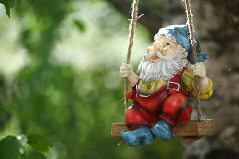 Pink Roses in Saudi Gardens Wait For Spring 