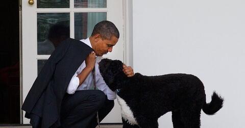 Bo, The Obamas' Family Dog Has Died