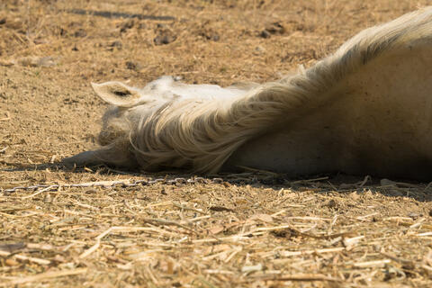 India: Hundreds of Maskless People Attend a Funeral For a Horse! 