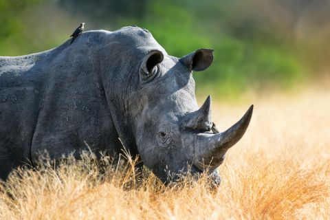 Rhino Celebrates His 12th Birthday Playing a Song on The Piano