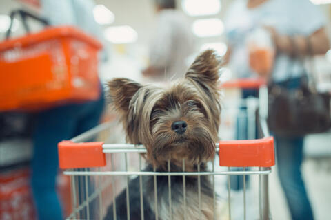 Erdogan's Party Submits Bill to Combat Animal Cruelty