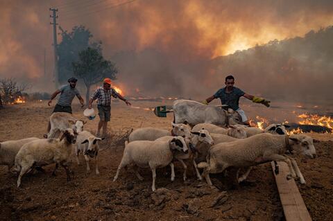 Turkey Successfully Controls 167 Wildfires