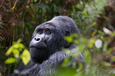 The World's Oldest Male Gorilla Dies at Atlanta Zoo