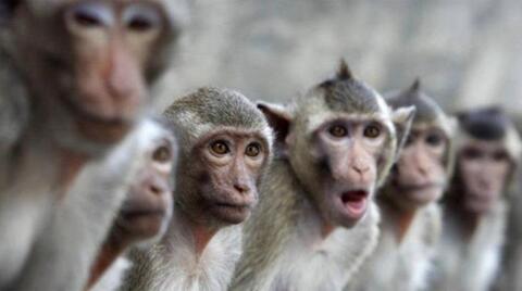 تأكيد أول إصابة بجدري القردة في البرازيل