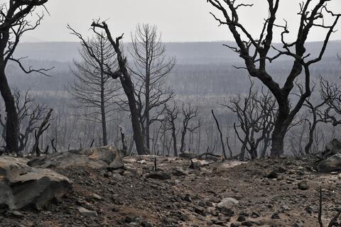 Raging Algeria Forest Fires Kill 31